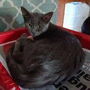 Enlarge Jinx, a Adoptable mixed breed in Utica, MI image 1/3