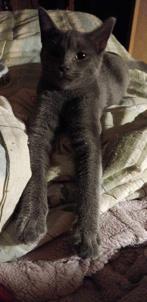 Enlarge Jinx, a Adoptable mixed breed in Utica, MI image 2/3