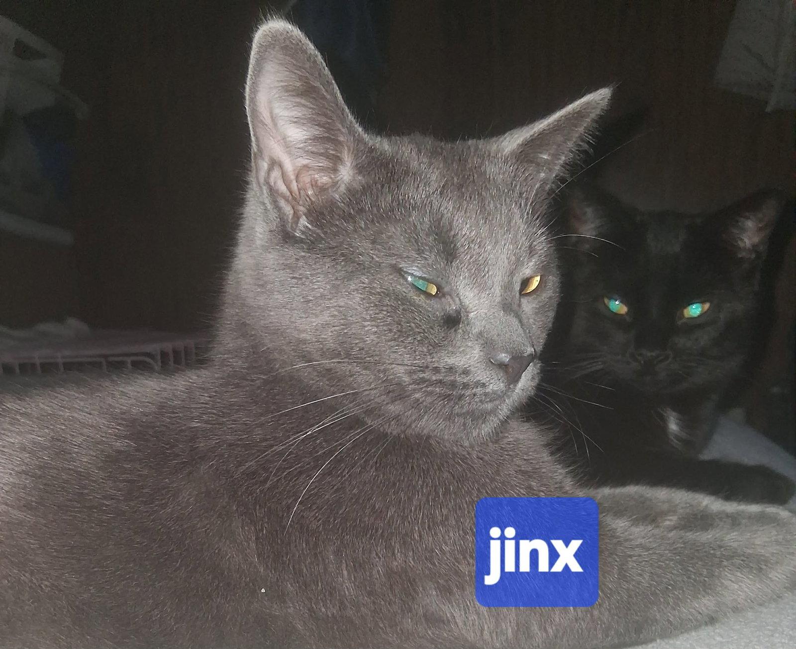 Enlarge Jinx, a Adoptable mixed breed in Utica, MI image 3/3