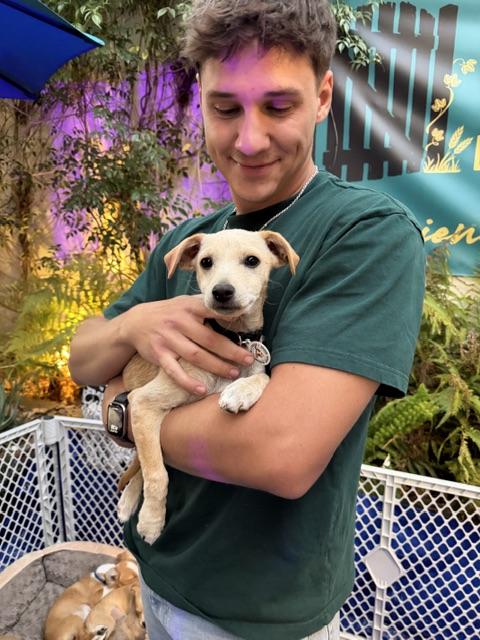 Norman, Adoptable, Puppy Male Chihuahua.