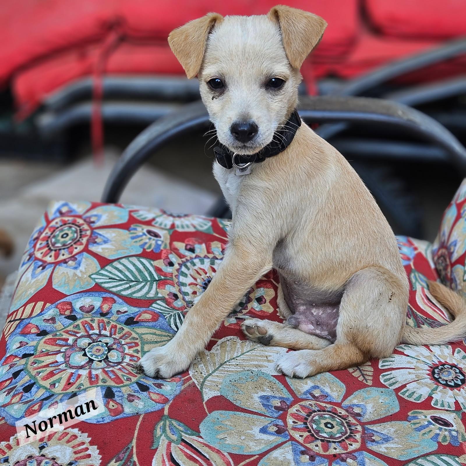 Enlarge Norman, a Adoptable mixed breed in clayton , CA image 1/4
