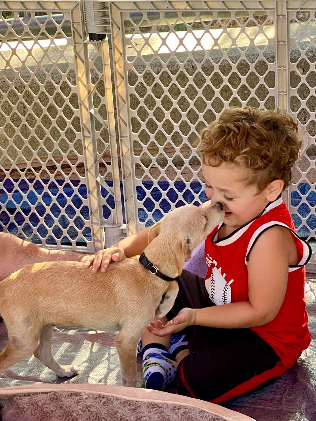 Enlarge Norman, a Adoptable mixed breed in clayton , CA image 4/4