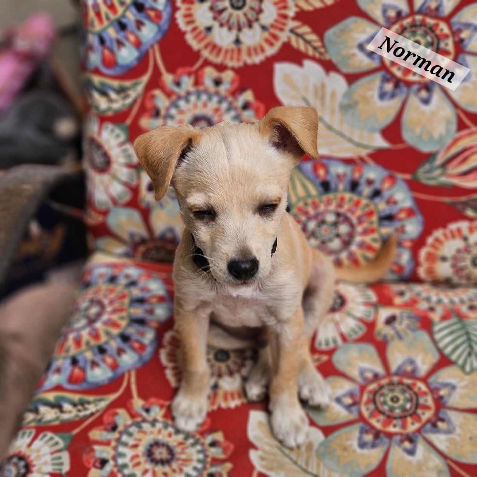 Enlarge Norman, a Adoptable mixed breed in clayton , CA image 3/4