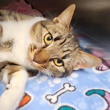 Enlarge Rudy, a Adoptable Domestic Short Hair in Allyn, WA image 1/1