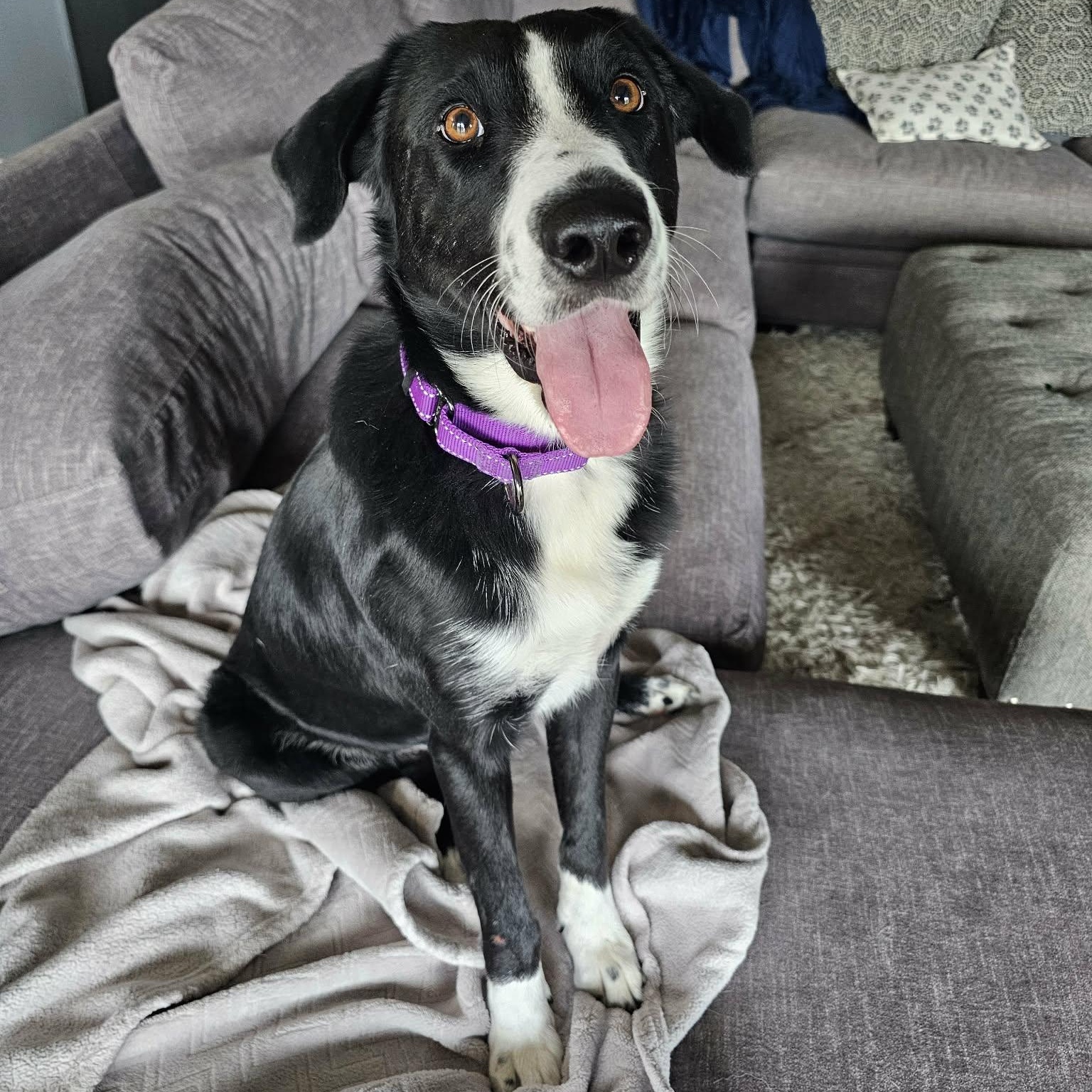 Enlarge Benny with the Happy Paws, a Adoptable mixed breed in Buffalo, NY image 3/6