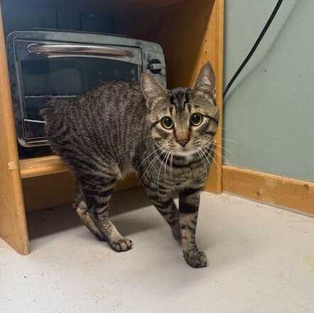 Raccoon, an adoptable Manx in Driggs, ID image 4/5