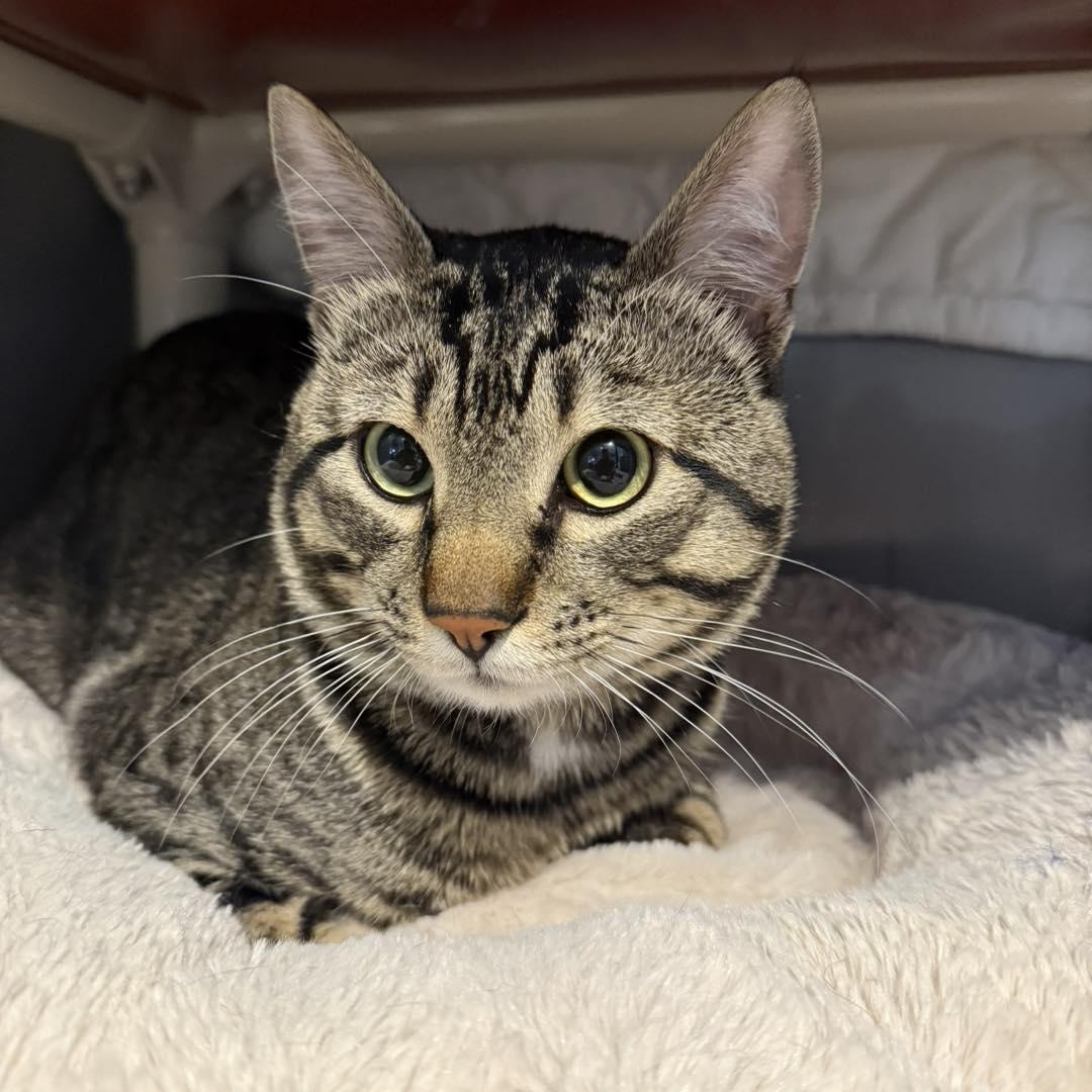 Raccoon, an adoptable Manx in Driggs, ID image 1/5