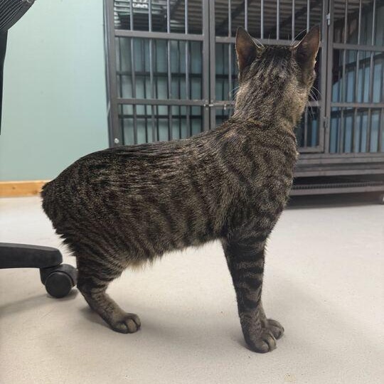 Raccoon, an adoptable Manx in Driggs, ID image 3/5