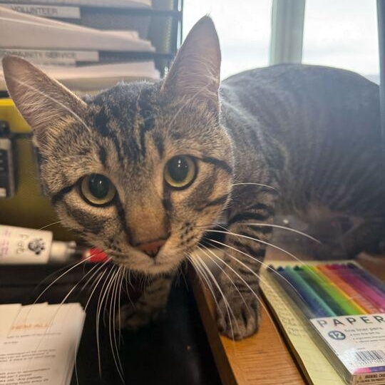 Raccoon, an adoptable Manx in Driggs, ID image 2/5