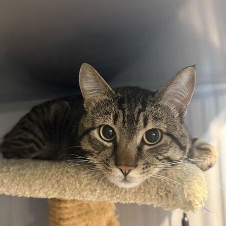 Raccoon, an adoptable Manx in Driggs, ID image 5/5