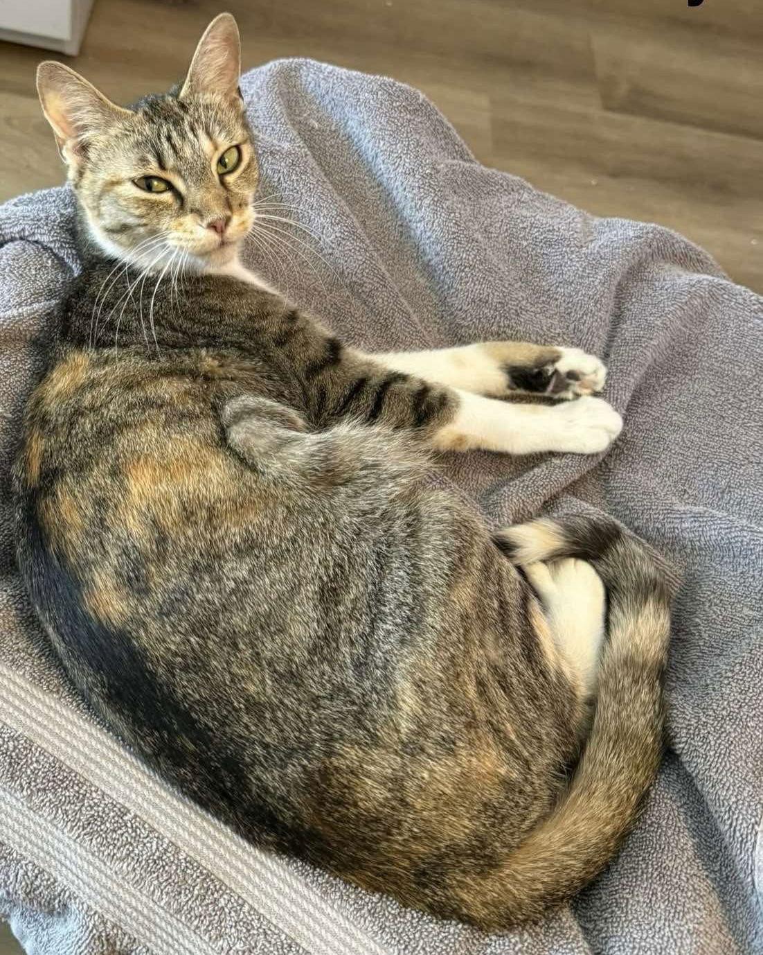 Molly, a Adoptable Domestic Short Hair in Oakboro , NC image 2/3