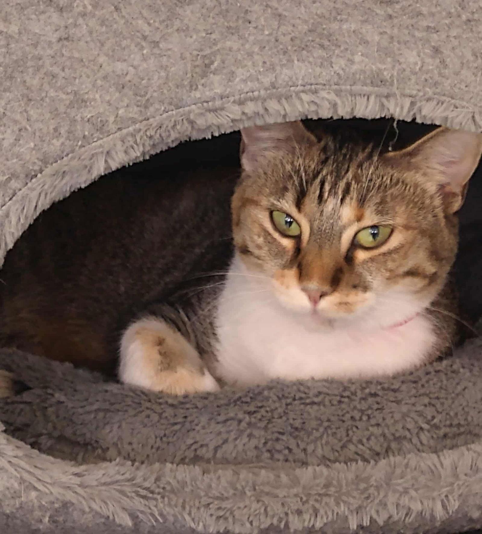 Molly, a Adoptable Domestic Short Hair in Oakboro , NC image 3/3