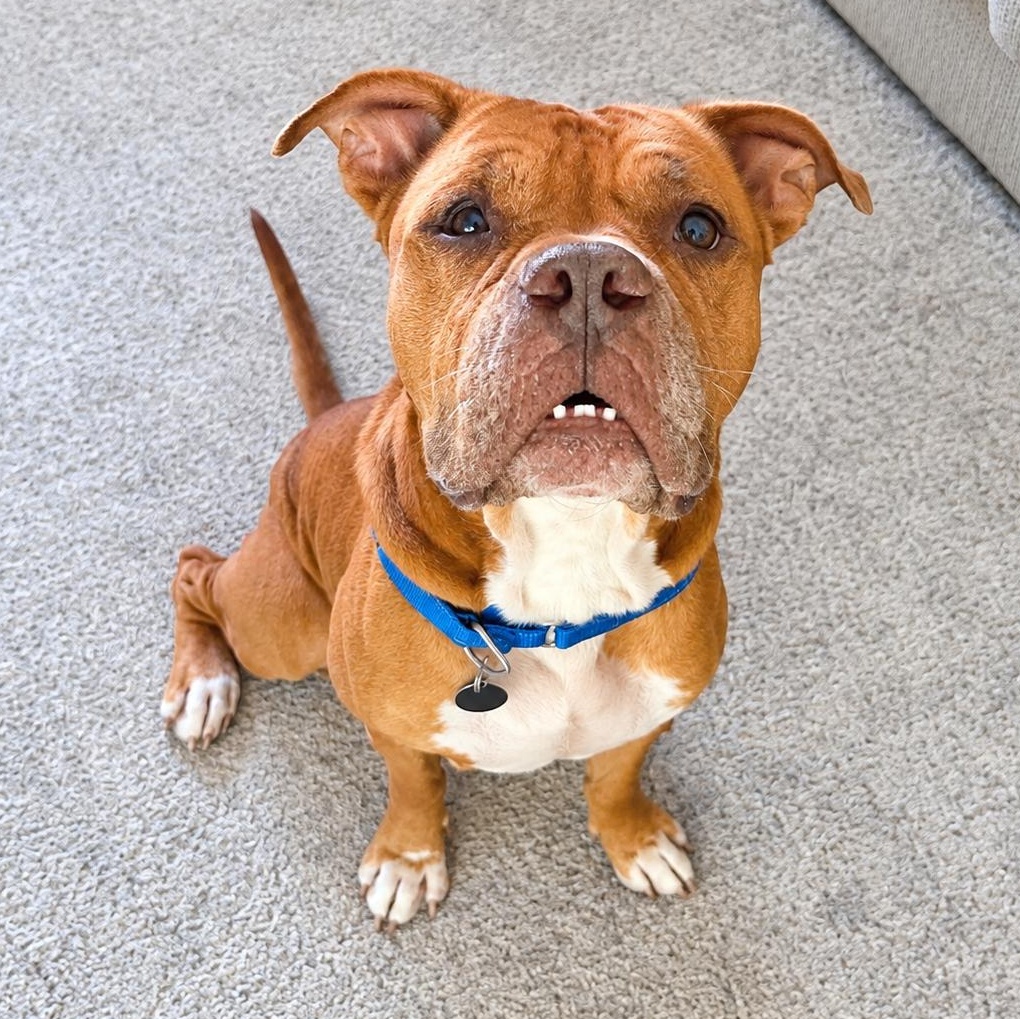 Wally, Adoptable, Adult Male Mastiff & Dogue de Bordeaux.