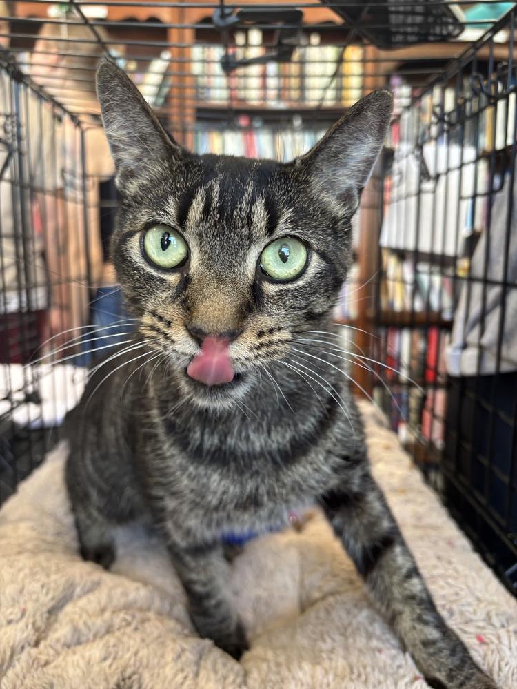 Sphynx, Adoptable, Adult Female Domestic Short Hair.