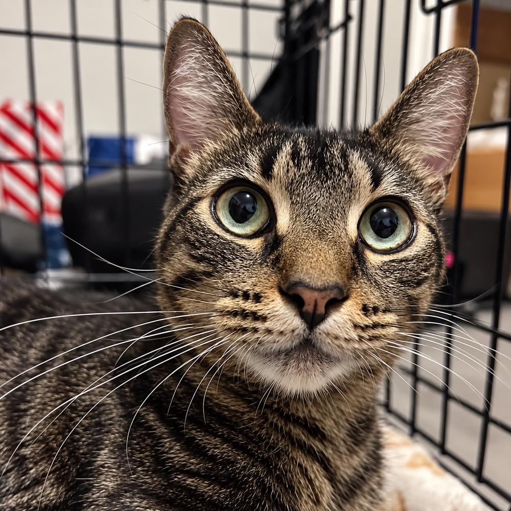 Sphynx, Adoptable, Adult Female Domestic Short Hair.