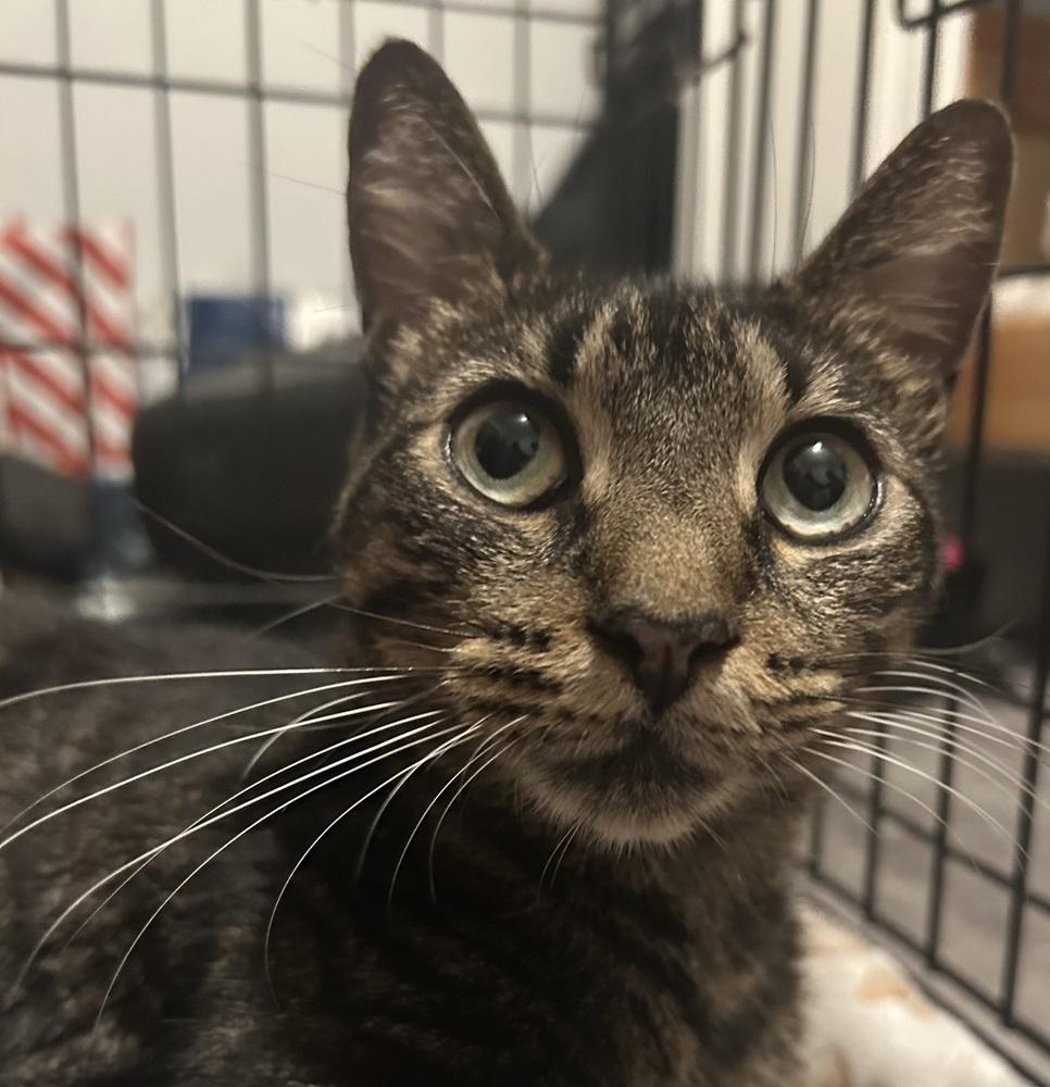 Enlarge Sphynx, a Adoptable Domestic Short Hair in Saint Augustine, FL image 2/3