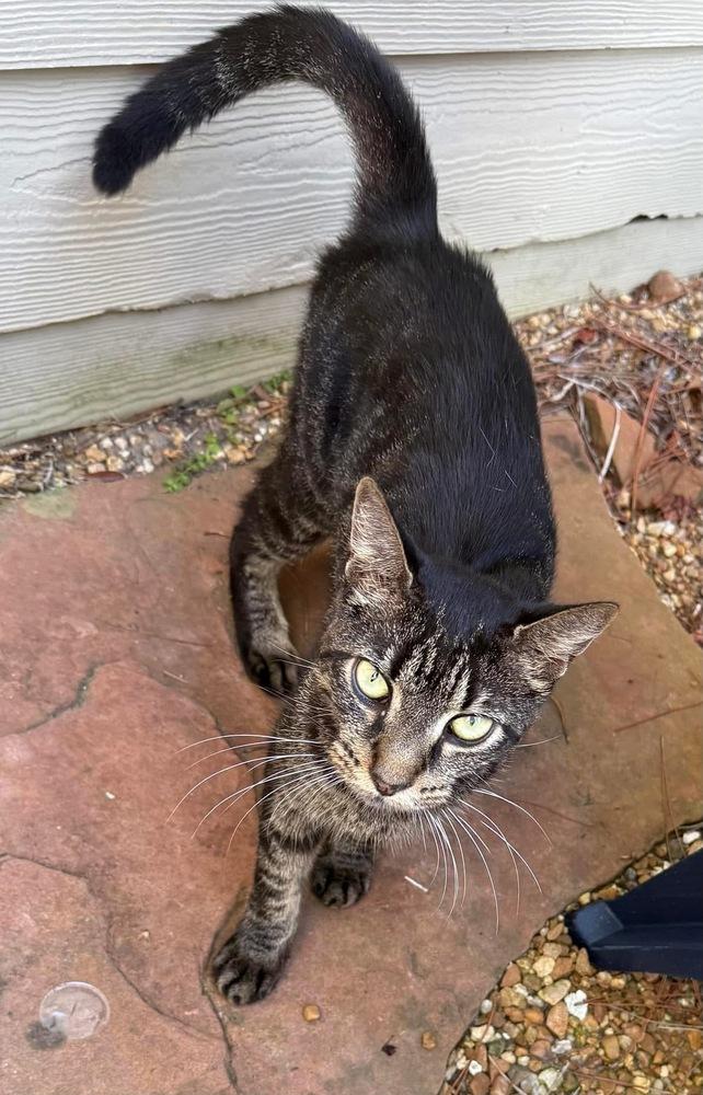 Enlarge Sphynx, a Adoptable Domestic Short Hair in Saint Augustine, FL image 3/3