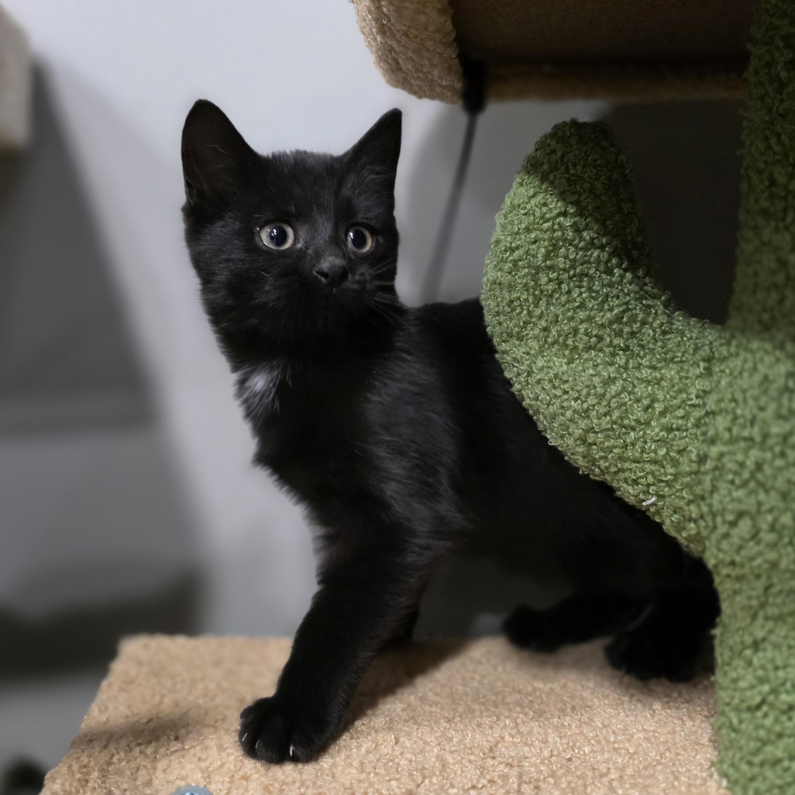 Enlarge Blossom, a Adoptable mixed breed in Mastic beach, NY image 2/4