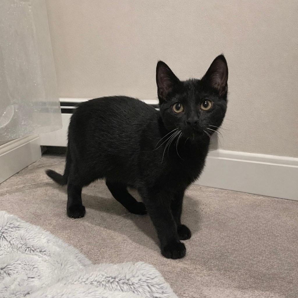 Enlarge Blossom, a Adoptable mixed breed in Mastic beach, NY image 1/4