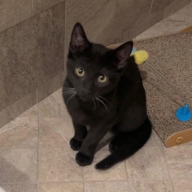 Enlarge Blossom, a Adoptable mixed breed in Mastic beach, NY image 4/4