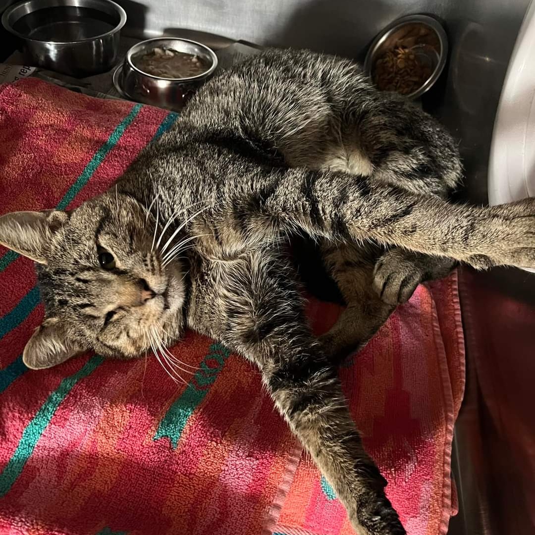 Cat for adoption Victor Love Bug, a Domestic Short Hair & Tabby Mix