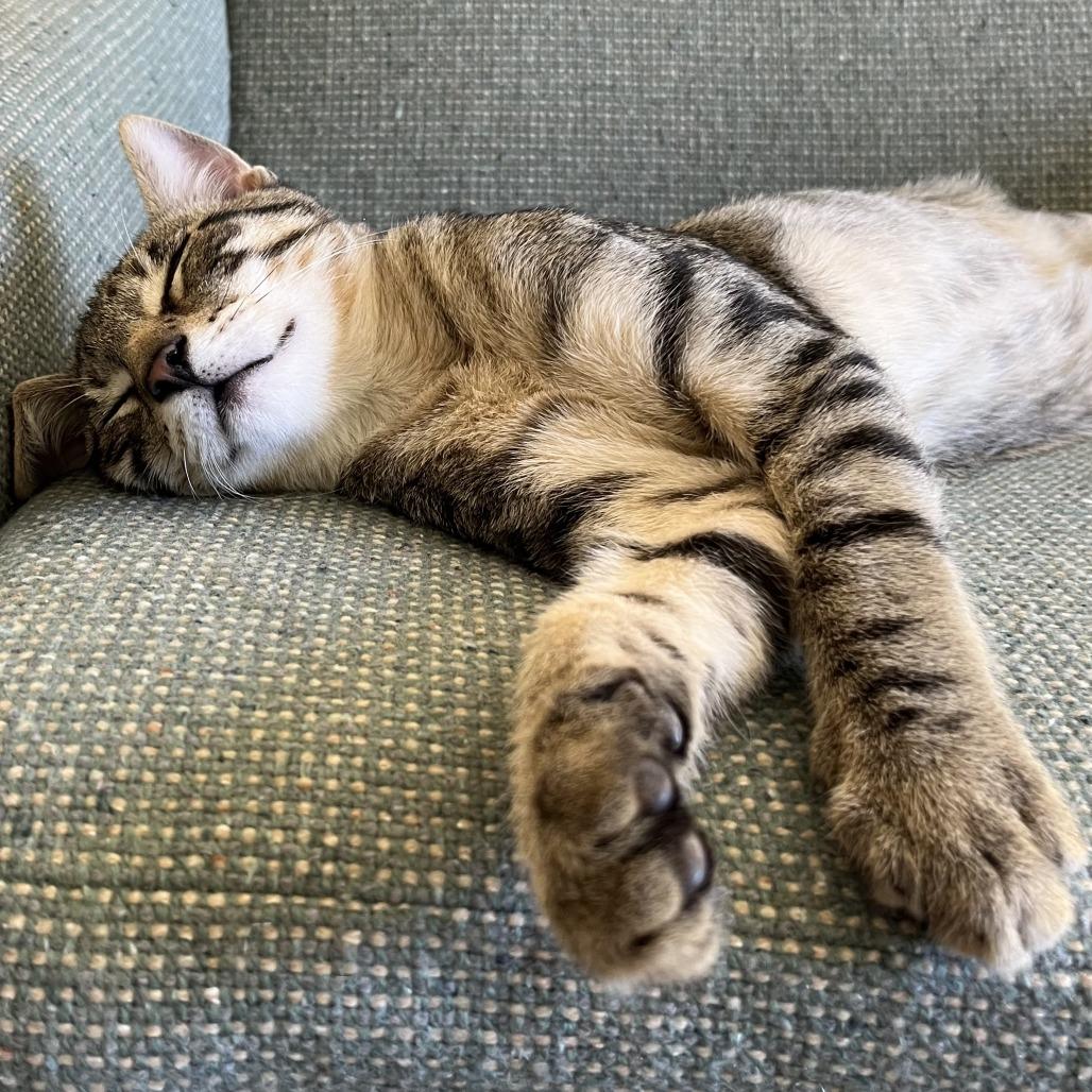 Enlarge Tiger, a Adoptable Domestic Short Hair in Santa Rosa, CA image 2/6