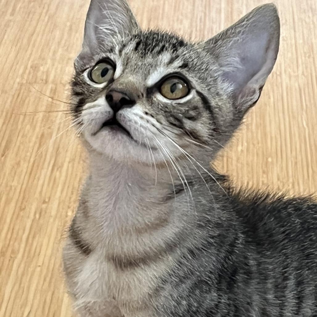 Enlarge Tiger, a Adoptable Domestic Short Hair in Santa Rosa, CA image 4/6