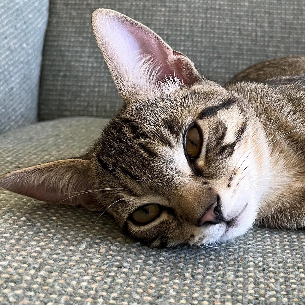 Enlarge Tiger, a Adoptable Domestic Short Hair in Santa Rosa, CA image 5/6