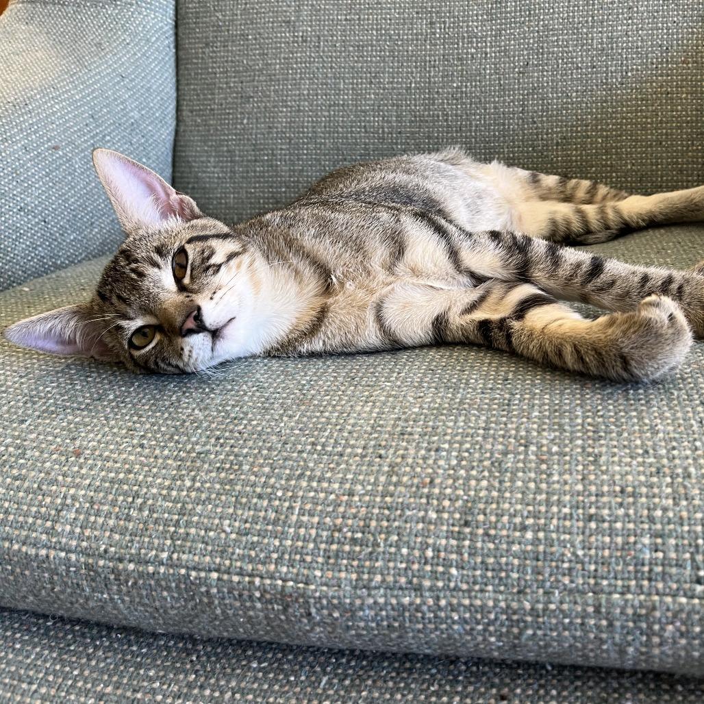 Enlarge Tiger, a Adoptable Domestic Short Hair in Santa Rosa, CA image 6/6