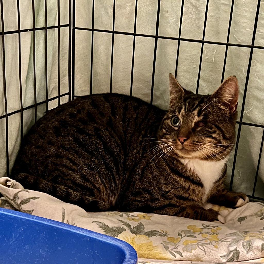 Bazooka Joe, Adoptable, Adult Male Domestic Short Hair.