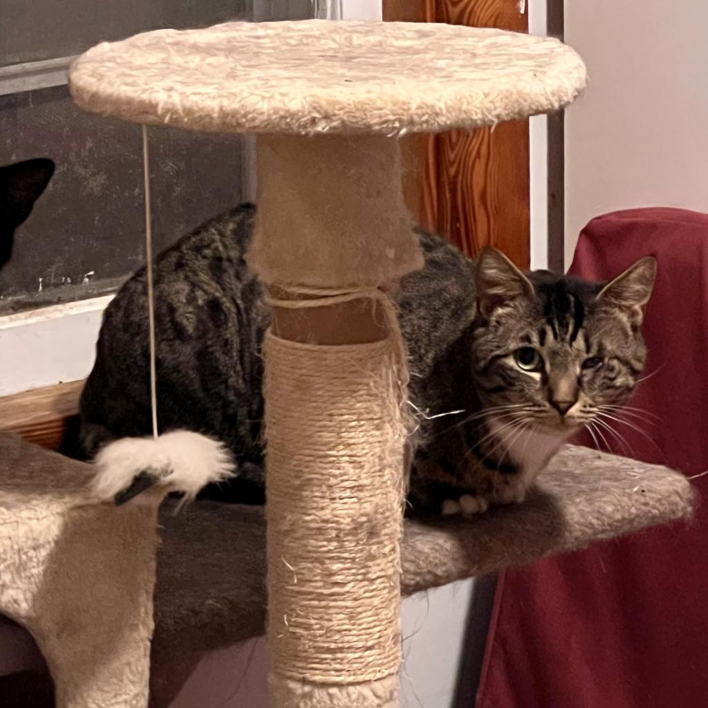 Enlarge Bazooka Joe, a Adoptable Domestic Short Hair in Wind Gap, PA image 2/3