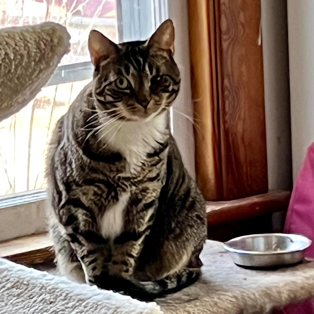 Enlarge Bazooka Joe, a Adoptable Domestic Short Hair in Wind Gap, PA image 3/3