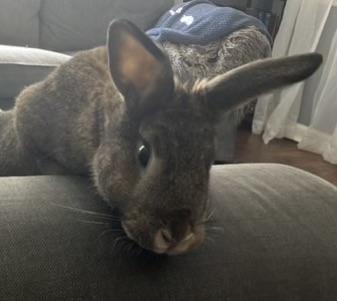 Enlarge Daisy, a Adopted mixed breed in Paramus, NJ image 1/1