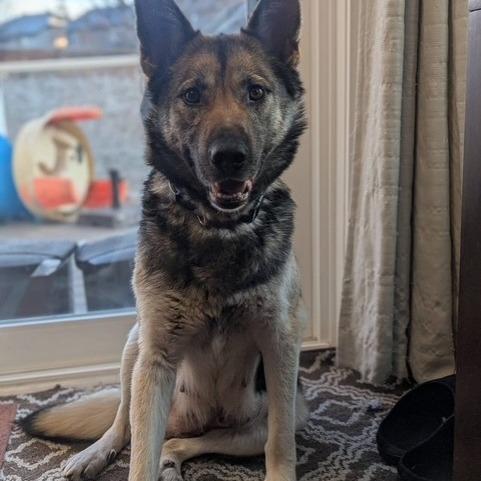 Enlarge Momma Heidi, a Adoptable Mixed Breed in Calgary, AB image 3/6