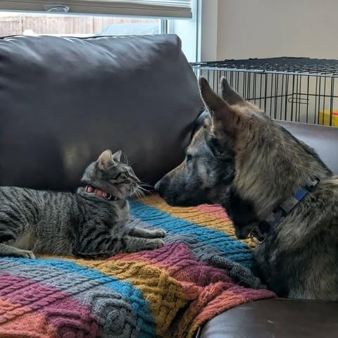 Enlarge Momma Heidi, a Adoptable Mixed Breed in Calgary, AB image 4/6