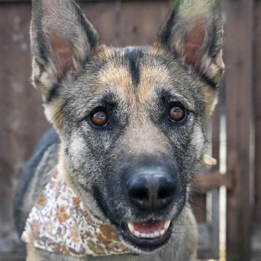 Enlarge Momma Heidi, a Adoptable Mixed Breed in Calgary, AB image 1/6