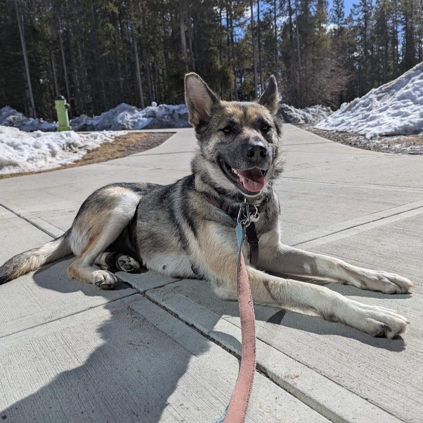 Enlarge Momma Heidi, a Adoptable Mixed Breed in Calgary, AB image 2/6