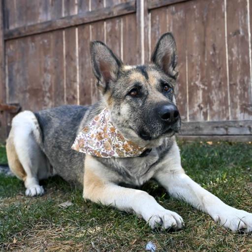 Enlarge Momma Heidi, a Adoptable Mixed Breed in Calgary, AB image 3/6