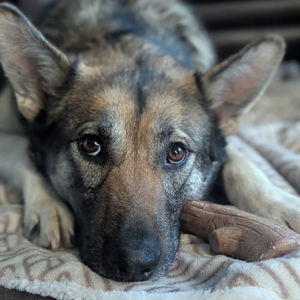 Enlarge Momma Heidi, a Adoptable Mixed Breed in Calgary, AB image 5/6