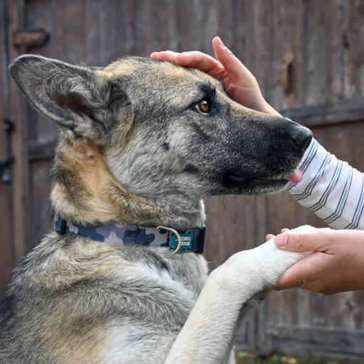 Heidi, a Adoptable Mixed Breed in Calgary, AB image 3/6