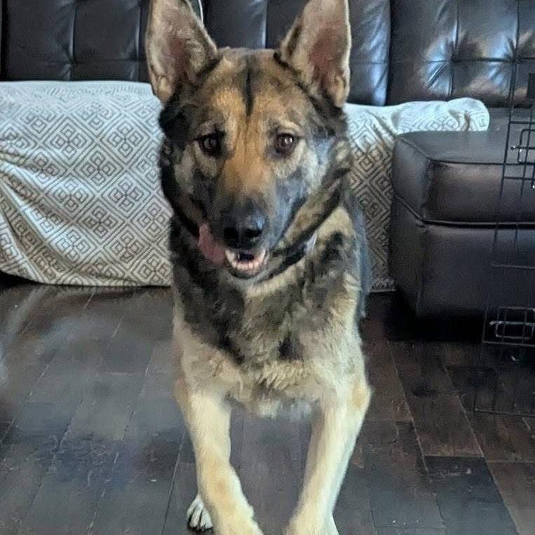 Enlarge Momma Heidi, a Adoptable Mixed Breed in Calgary, AB image 6/6