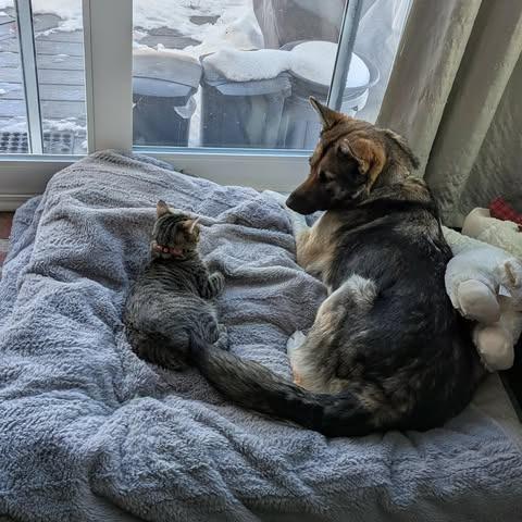 Enlarge Momma Heidi, a Adoptable Mixed Breed in Calgary, AB image 4/6