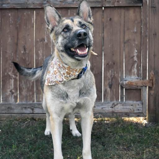 Enlarge Momma Heidi, a Adoptable Mixed Breed in Calgary, AB image 5/6