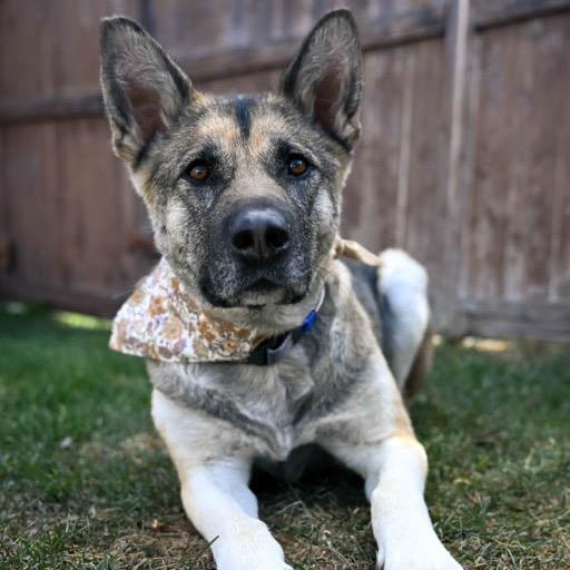 Enlarge Momma Heidi, a Adoptable Mixed Breed in Calgary, AB image 6/6