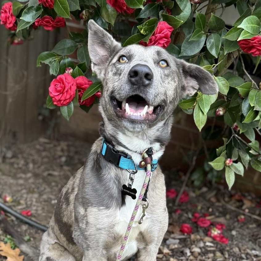 Hopper, Adoptable, Adult Male Catahoula Leopard Dog.