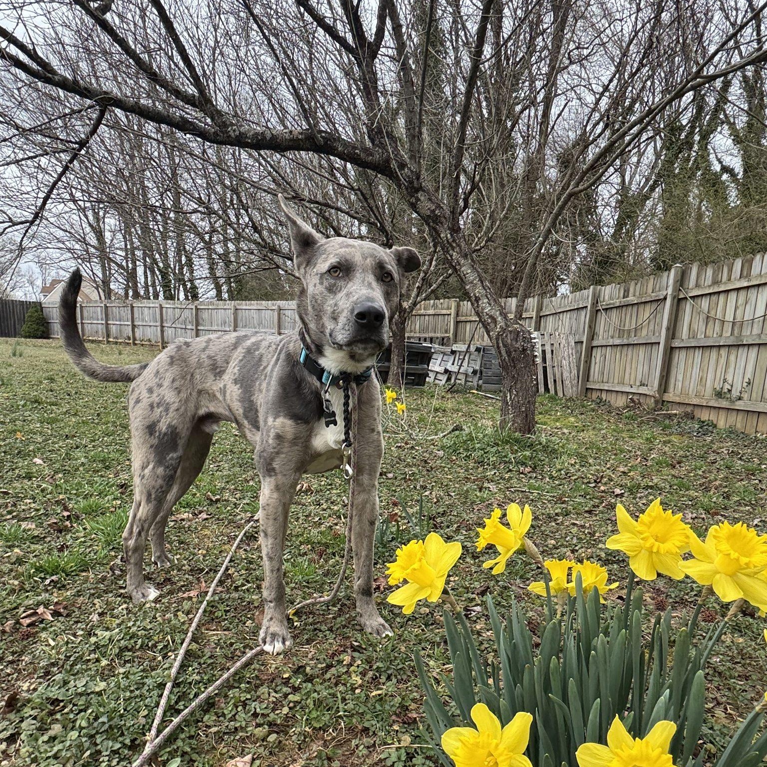 Enlarge Hopper, a Adoptable Catahoula Leopard Dog in Richmond, VA image 5/5