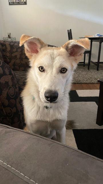 ODIE, Adoptable, Adult Male Husky & Labrador Retriever.