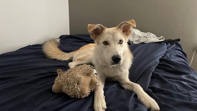 Enlarge ODIE, a Adoptable mixed breed in Los Angeles, CA image 2/3