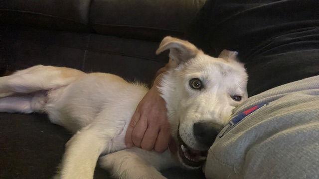 Enlarge ODIE, a Adoptable mixed breed in Los Angeles, CA image 3/3