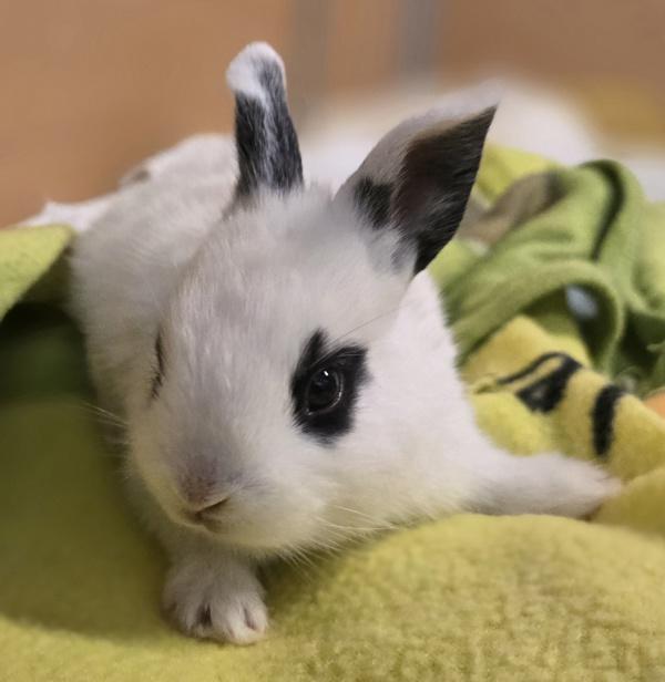 Calista, Adoptable, Baby Female Rex.